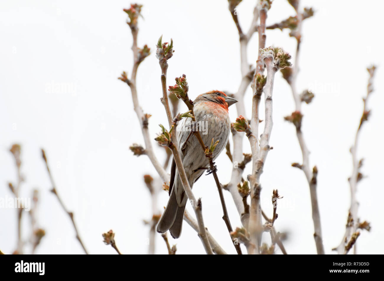 Ein lila Finch in einem Baum gehockt. Stockfoto