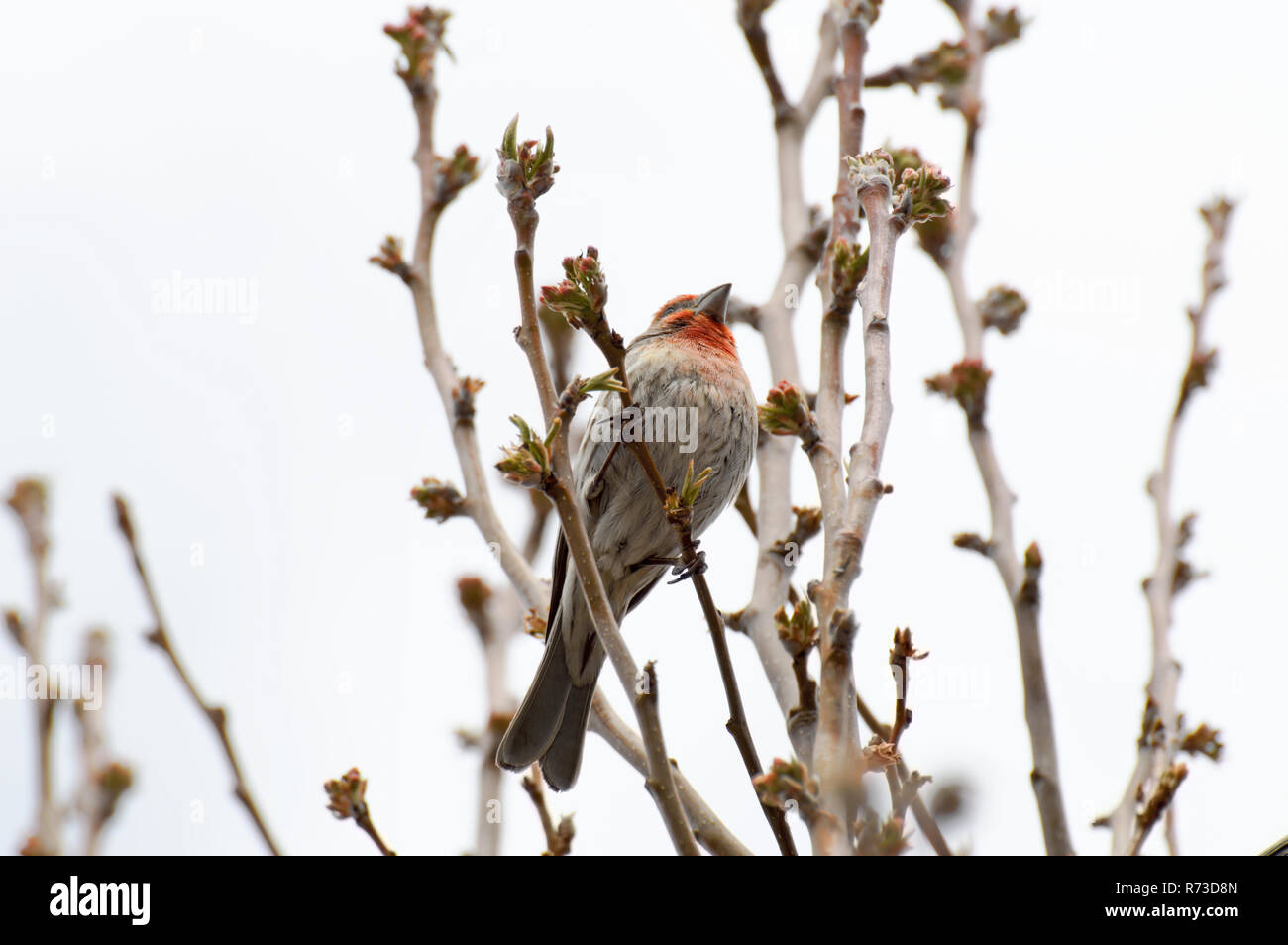 Ein lila Finch in einem Baum gehockt. Stockfoto