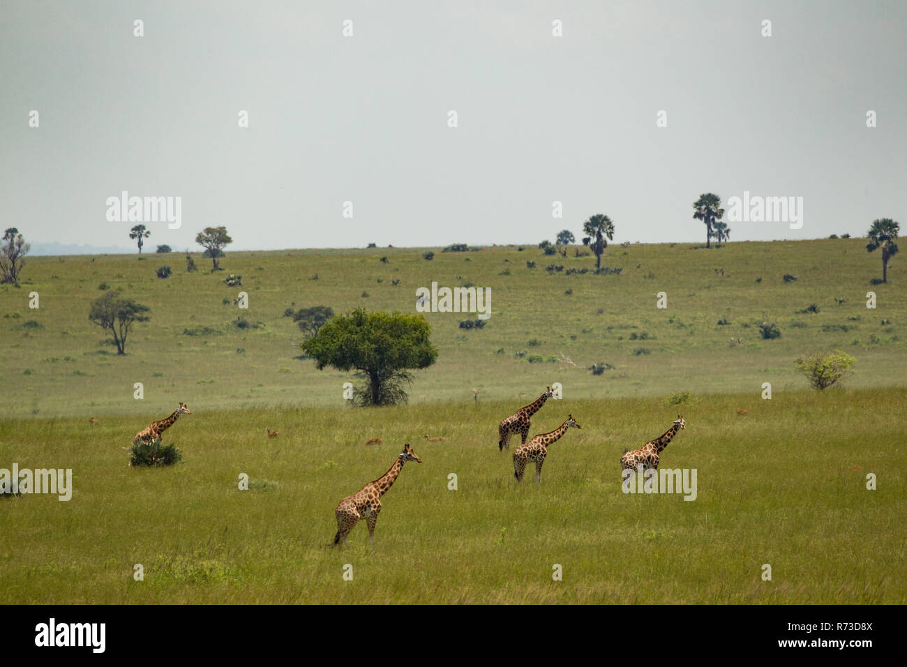 Rothschild Giraffen (Giraffa Plancius Rothschildi), Murchison Falls National Park, Uganda Stockfoto