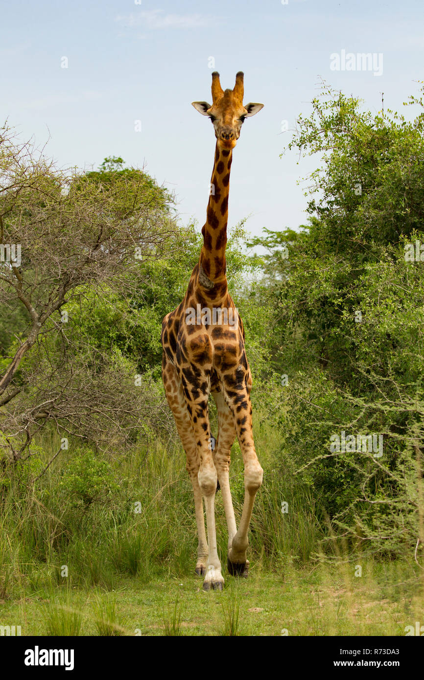 Rothschild Giraffen (Giraffa Plancius Rothschildi), Murchison Falls National Park, Uganda Stockfoto