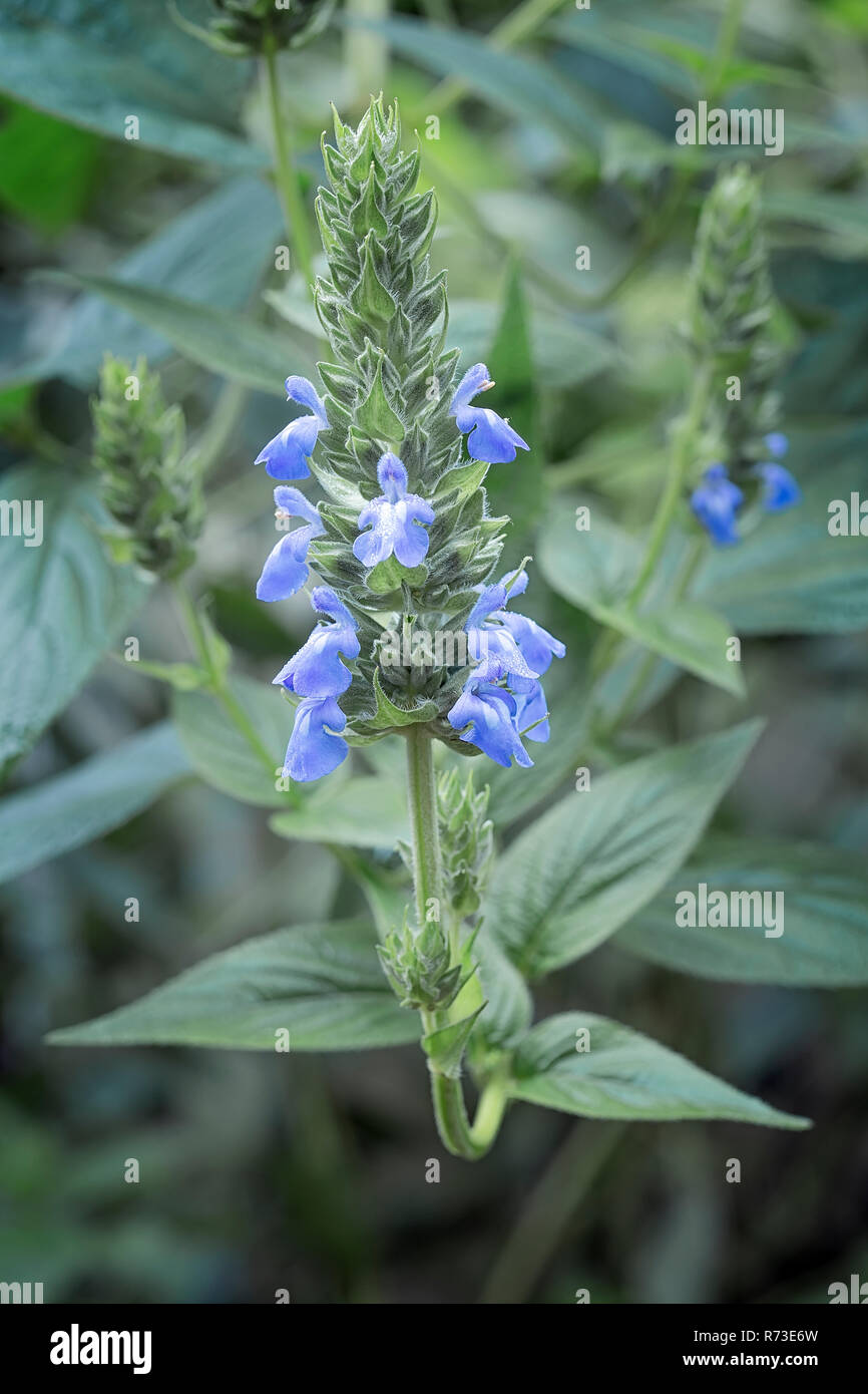 Chia (Salvia hispanica) Blumen Stockfoto