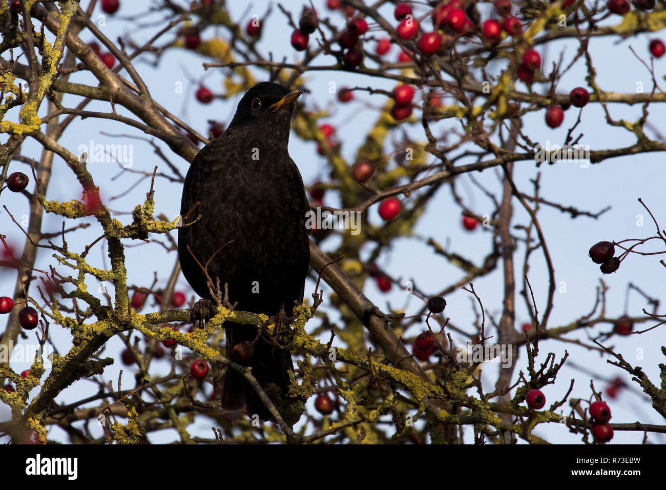 Amsel im Baum Stockfoto