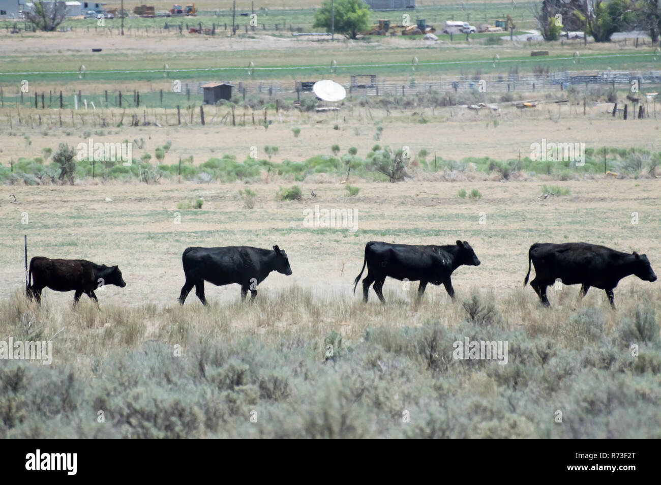 Eine Linie von großen zu kleinen schwarzen Kühe in der Wüste von Utah. Stockfoto