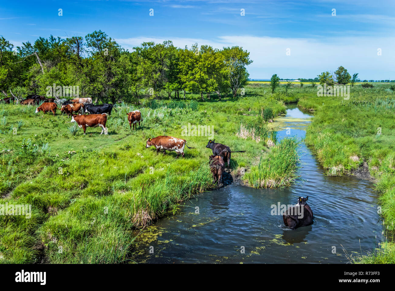 Kühe in einem kleinen Bach Abkühlung an einem heißen Sommertag in der Nähe von Neuhorst, Manitoba, Kanada. Stockfoto