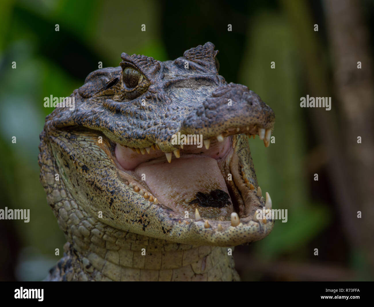 Wild Brillenbär Kaiman - kaiman Crocodilia. La Fortuna, Costa Rica Stockfoto