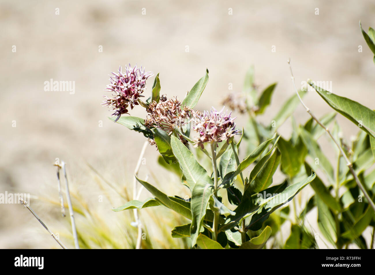 Eine Pflanze von milkweed in Utah. Stockfoto