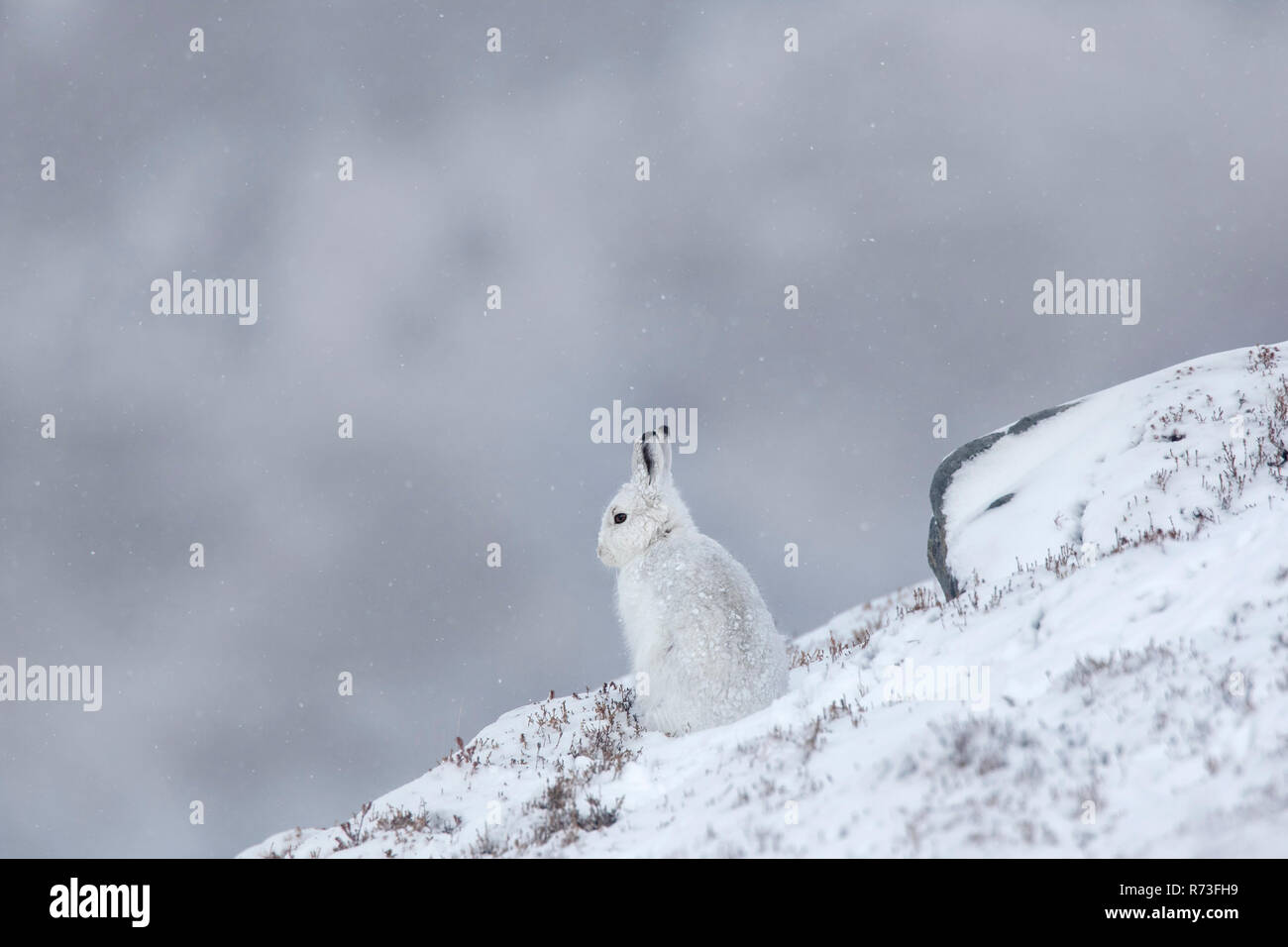 Schneehase/Alpine Hase/Schneehase (Lepus timidus) in weiß winter Fell ruht auf einem Hügel bei Schneesturm Stockfoto