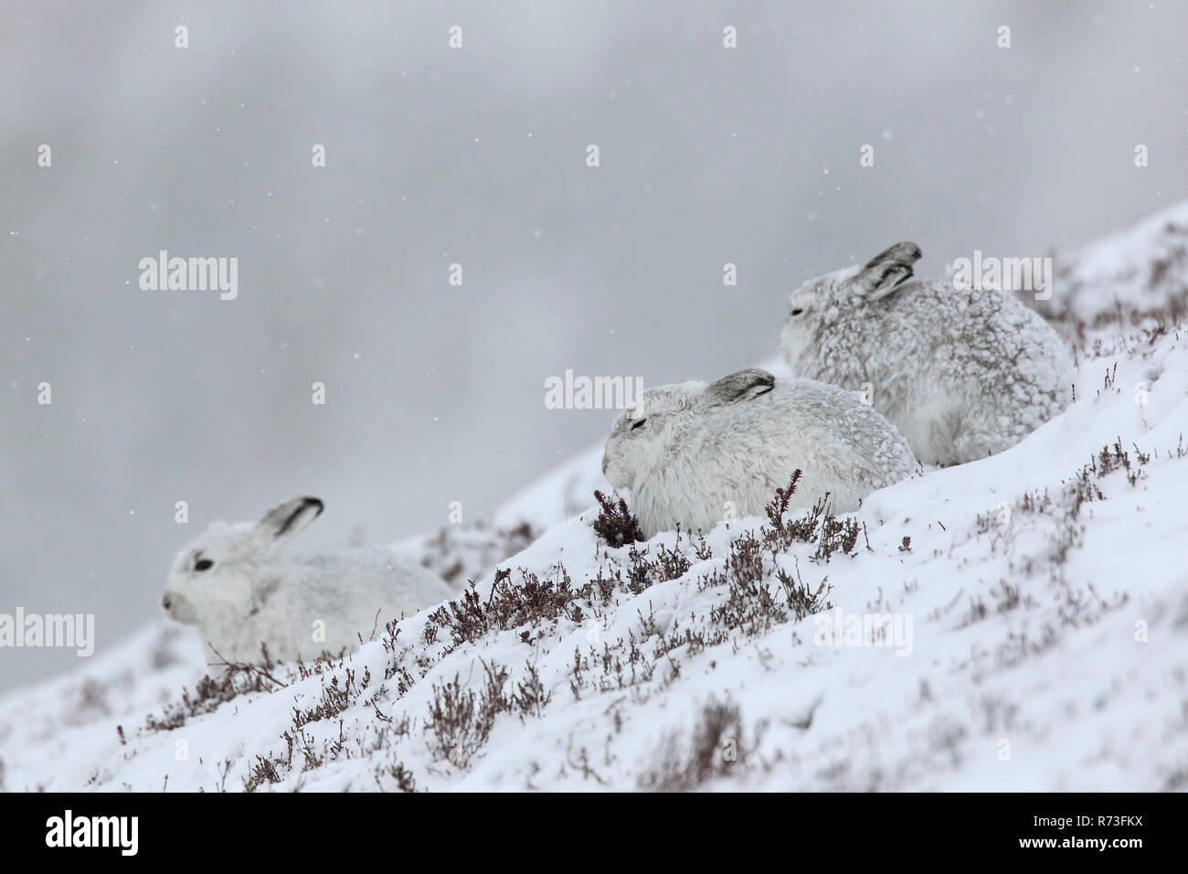 Schneehasen/Alpine Hase/Schneehase (Lepus timidus) Gruppe in weiß winter Fell ruht auf einem Hügel bei Schneesturm Stockfoto