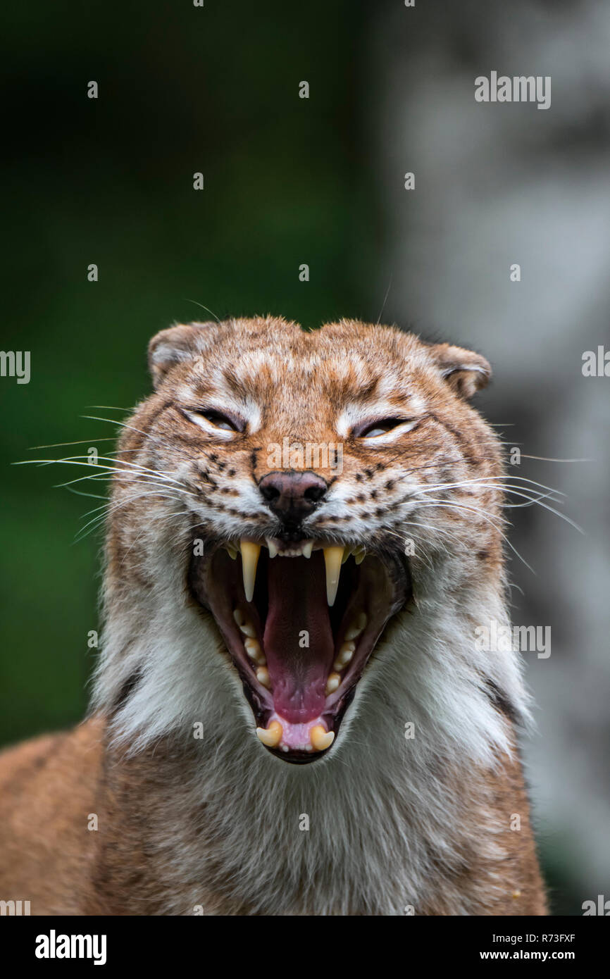 Close up Portrait von gähnen Eurasischen Luchs (Lynx lynx), Zähne und lange Fangzähne in offenen Mund Stockfoto