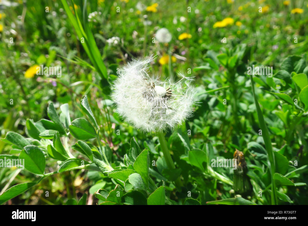 Eine weiße, teilweise durchgebrannt weg weiß Löwenzahn. Stockfoto