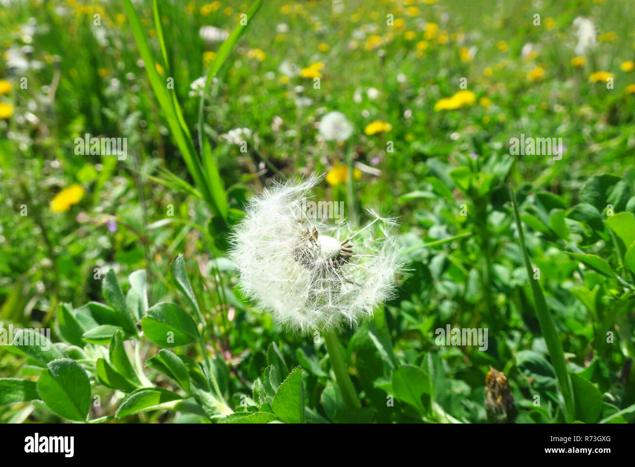 Eine weiße, teilweise durchgebrannt weg weiß Löwenzahn. Stockfoto