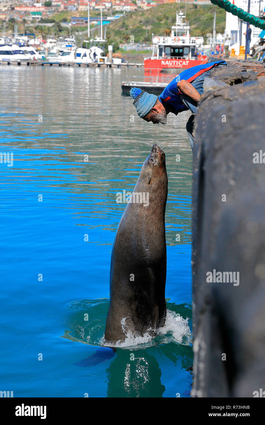 Mann Fütterung Kapstadt, Hout Bay, Kapstadt, Western Cape, Atlantik, Südafrika, Afrika (Arctocephalus pusillus Pusillus) Stockfoto