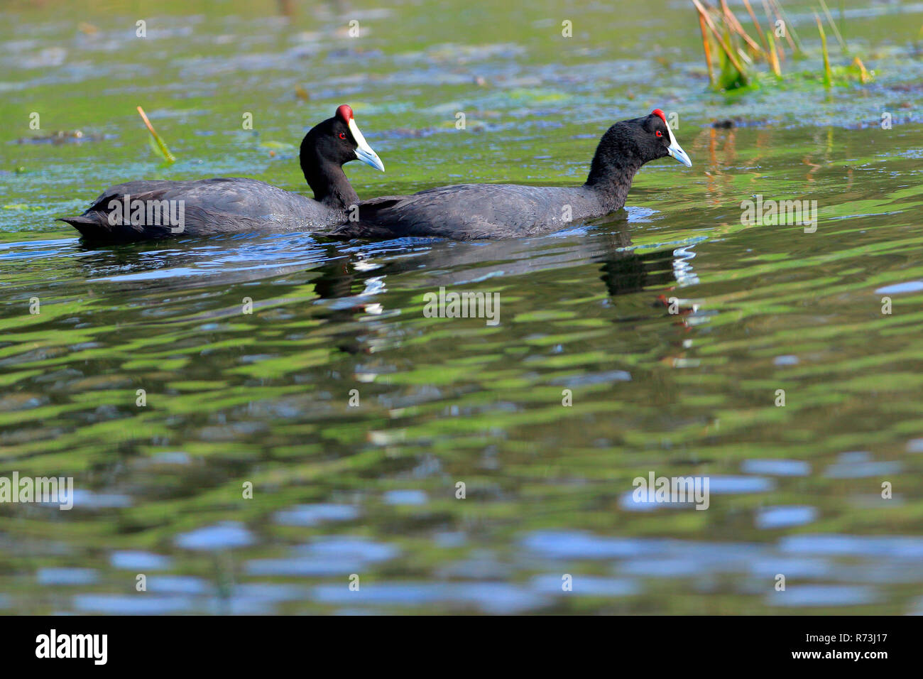 Rot - Genoppte Blässhuhn, Südafrika, Afrika (Fulica cristata) Stockfoto