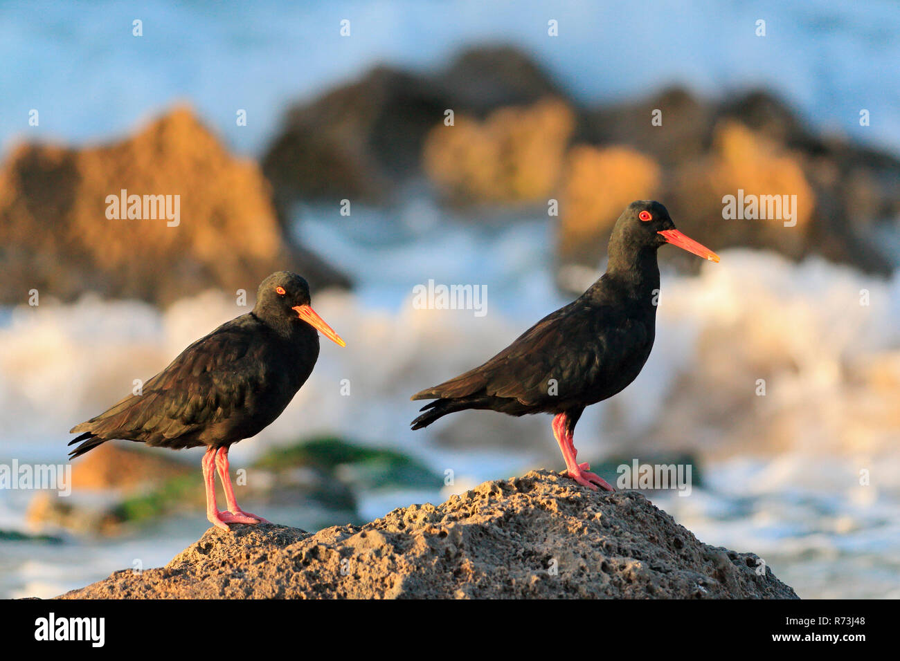 Afrikanischen schwarzen Austernfischer, De Hoop Nature Reserve, Western Cape, Südafrika, Afrika (Haematopus moquini) Stockfoto