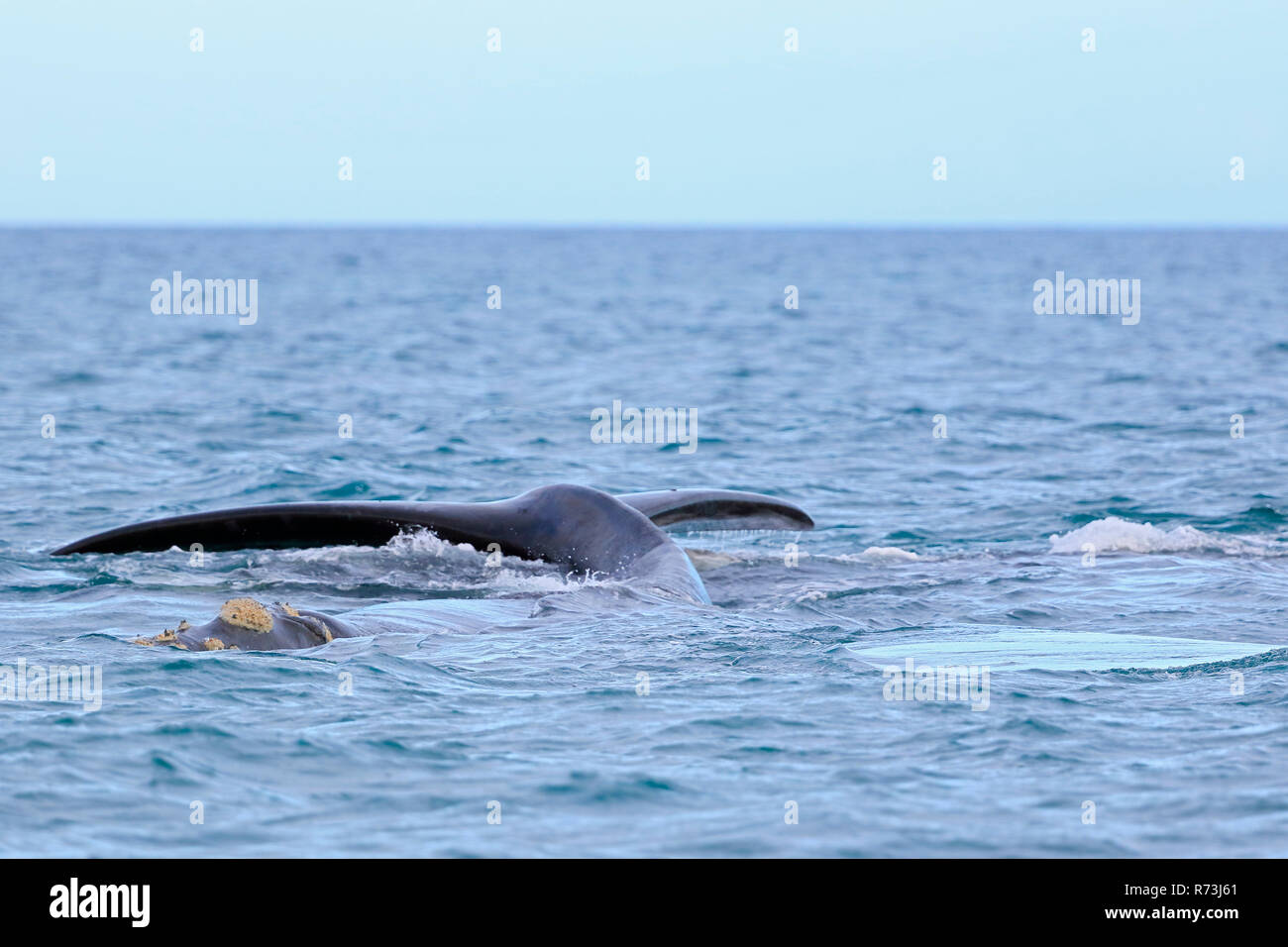 Southern Right Whale Tail fin, Pazifischer Ozean, Plettenberg Bay, Western Cape, Südafrika, Afrika (Eubalaena australis) Stockfoto
