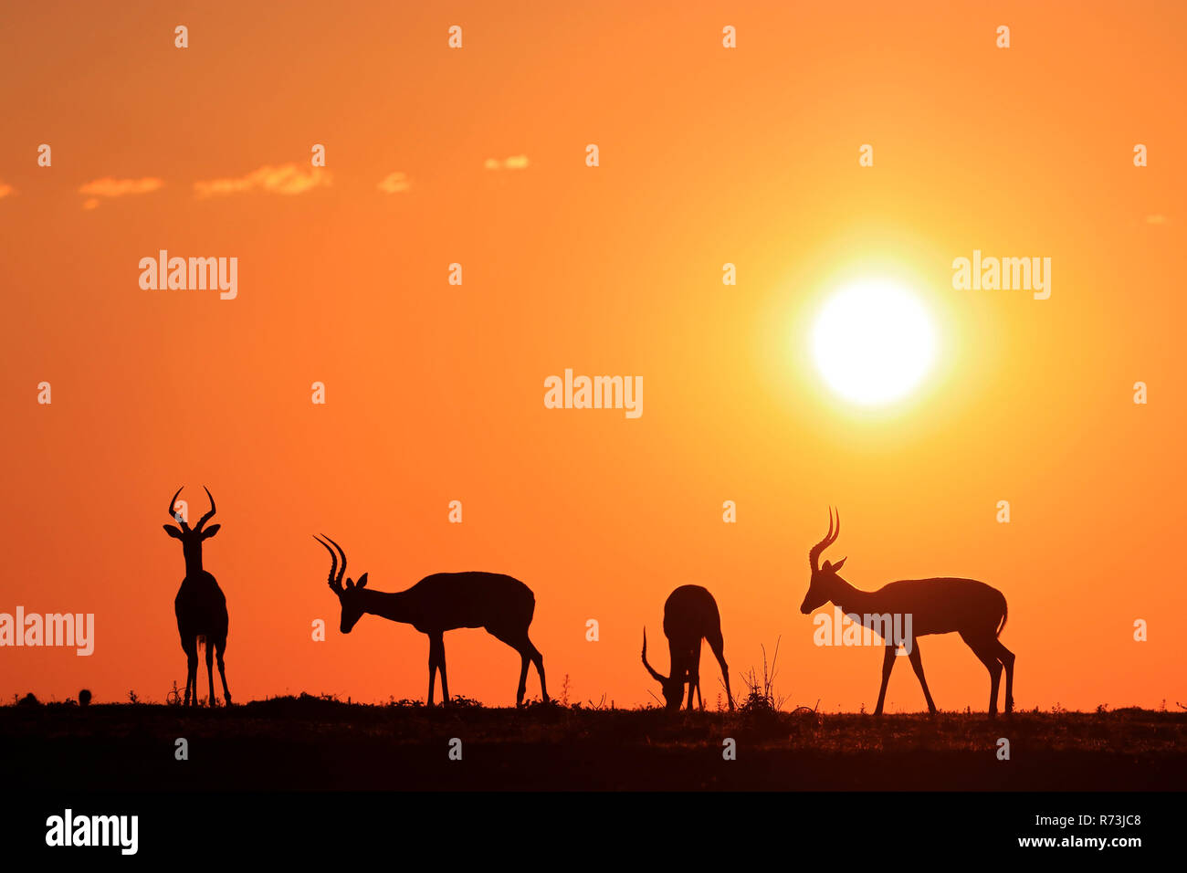 Impalas, Männer, Kariega Game Reserve, Western Cape, Südafrika, Afrika (Aepyceros melampus) Stockfoto