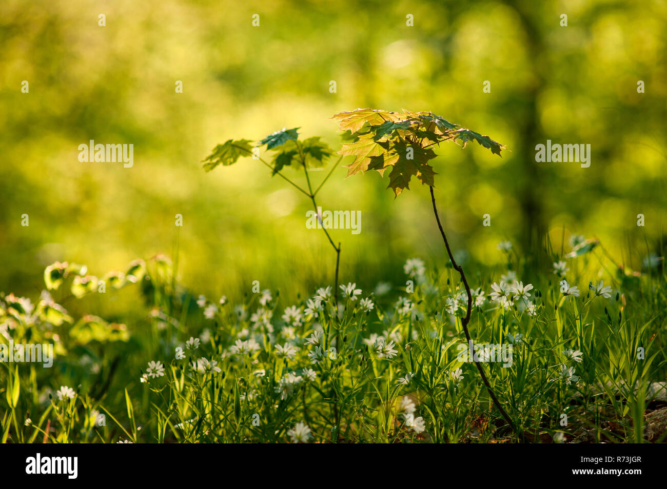 Norwegen Ahorn (Acer negundo), Brandenburg, Deutschland Stockfoto