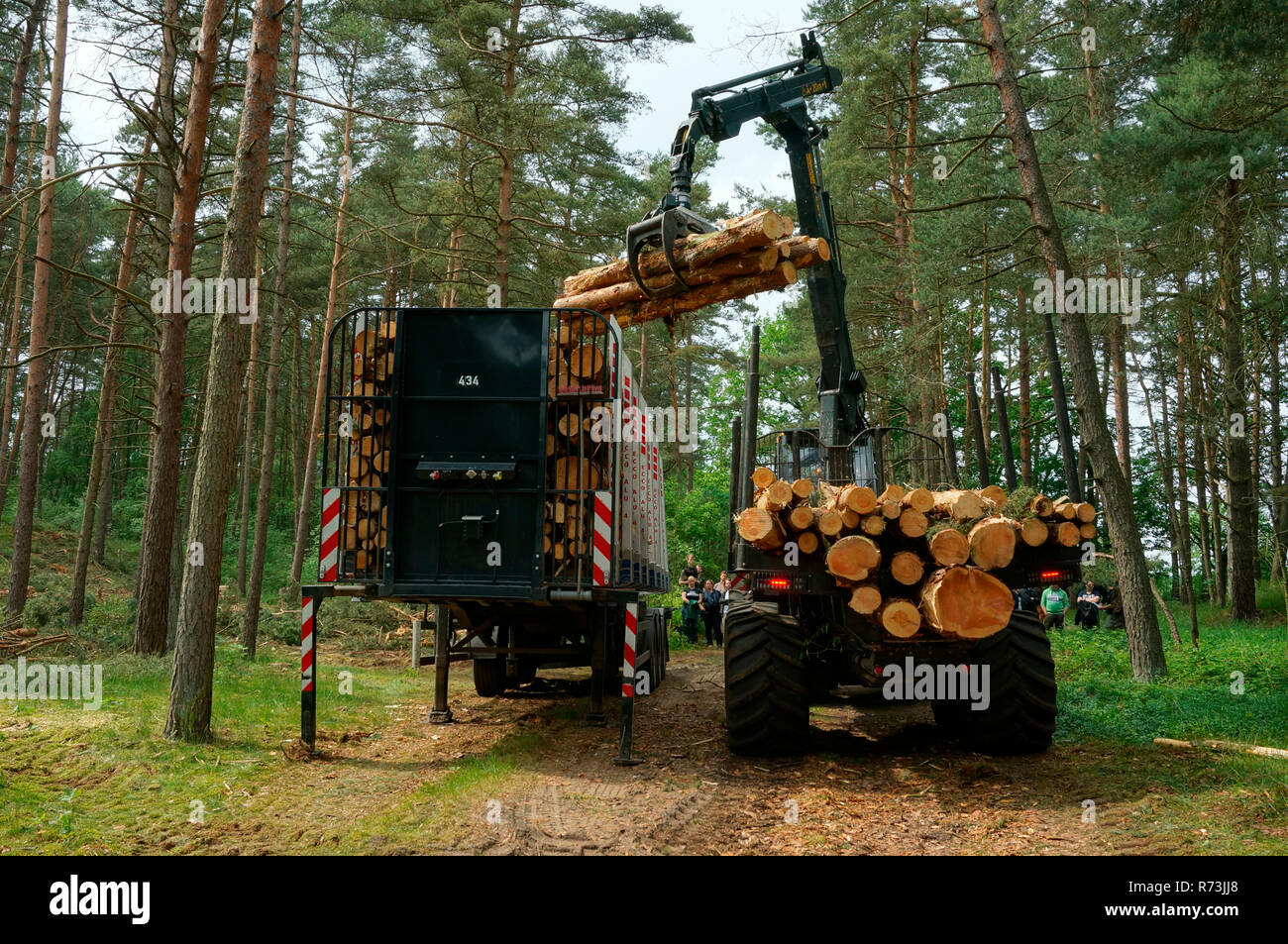 Forstwirtschaft, Spediteur, Amtsleitungen, Kiefer (Pinus sylvestris), Kiefernwald, Wald Technologie, Forstmaschinen, Sarenseck, Niedersachsen, Deutschland Stockfoto