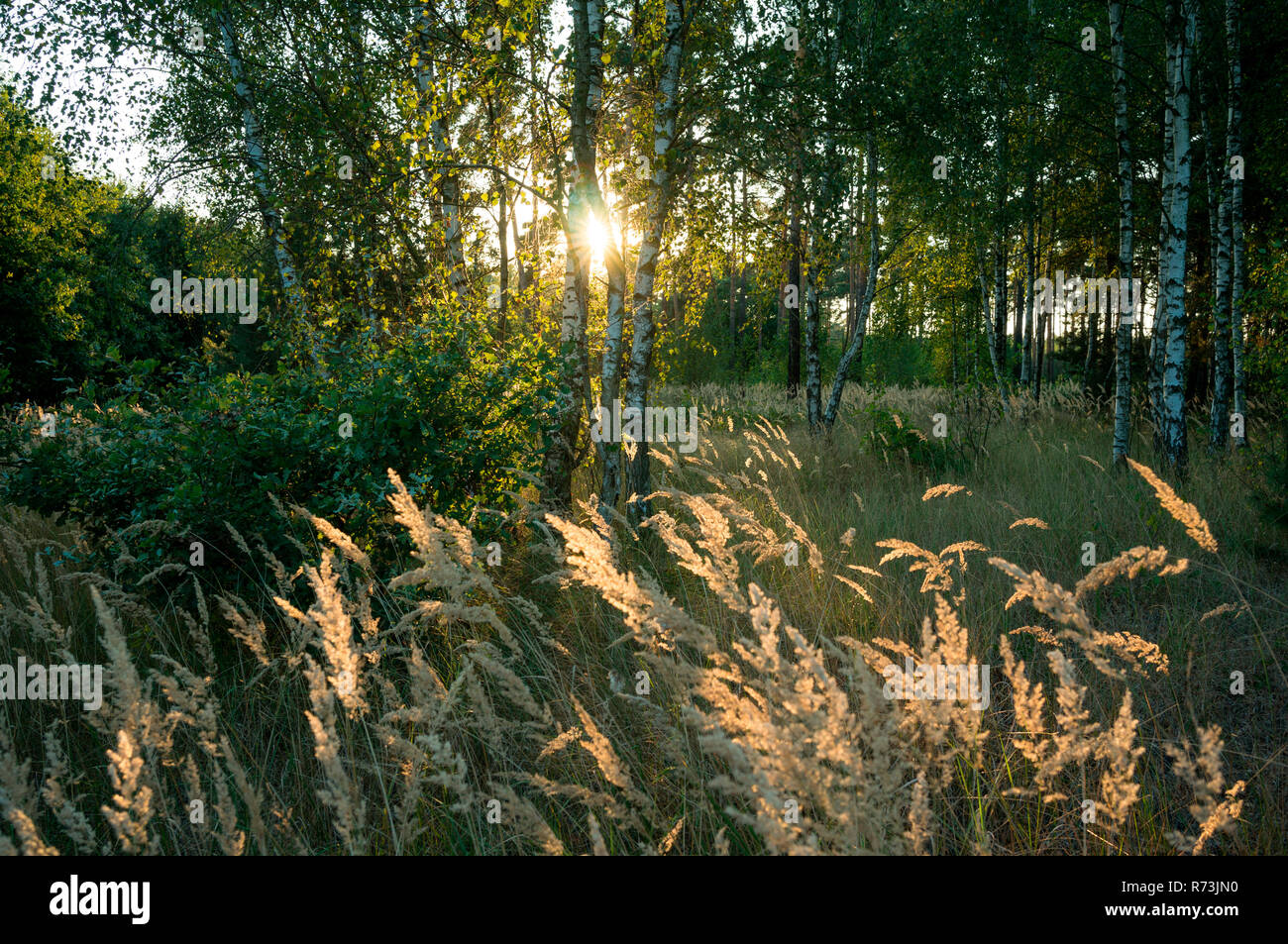 Birken (Betula pendula), Holz klein - Reed, (Calamagrostis epigejos), Finsterwalde, Lausitz, Brandenburg, Deutschland Stockfoto