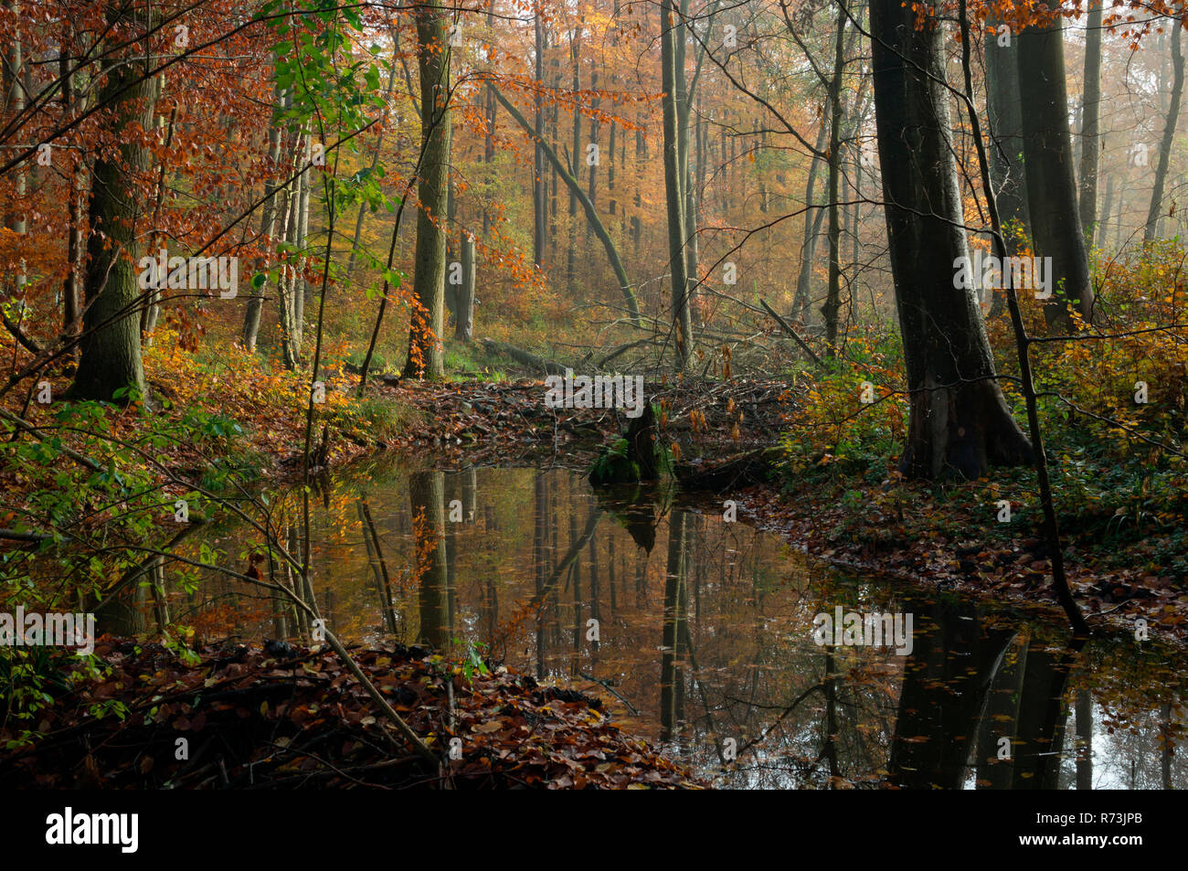 Wald in brandenburg Fotos und Bildmaterial in hoher Auflösung Alamy