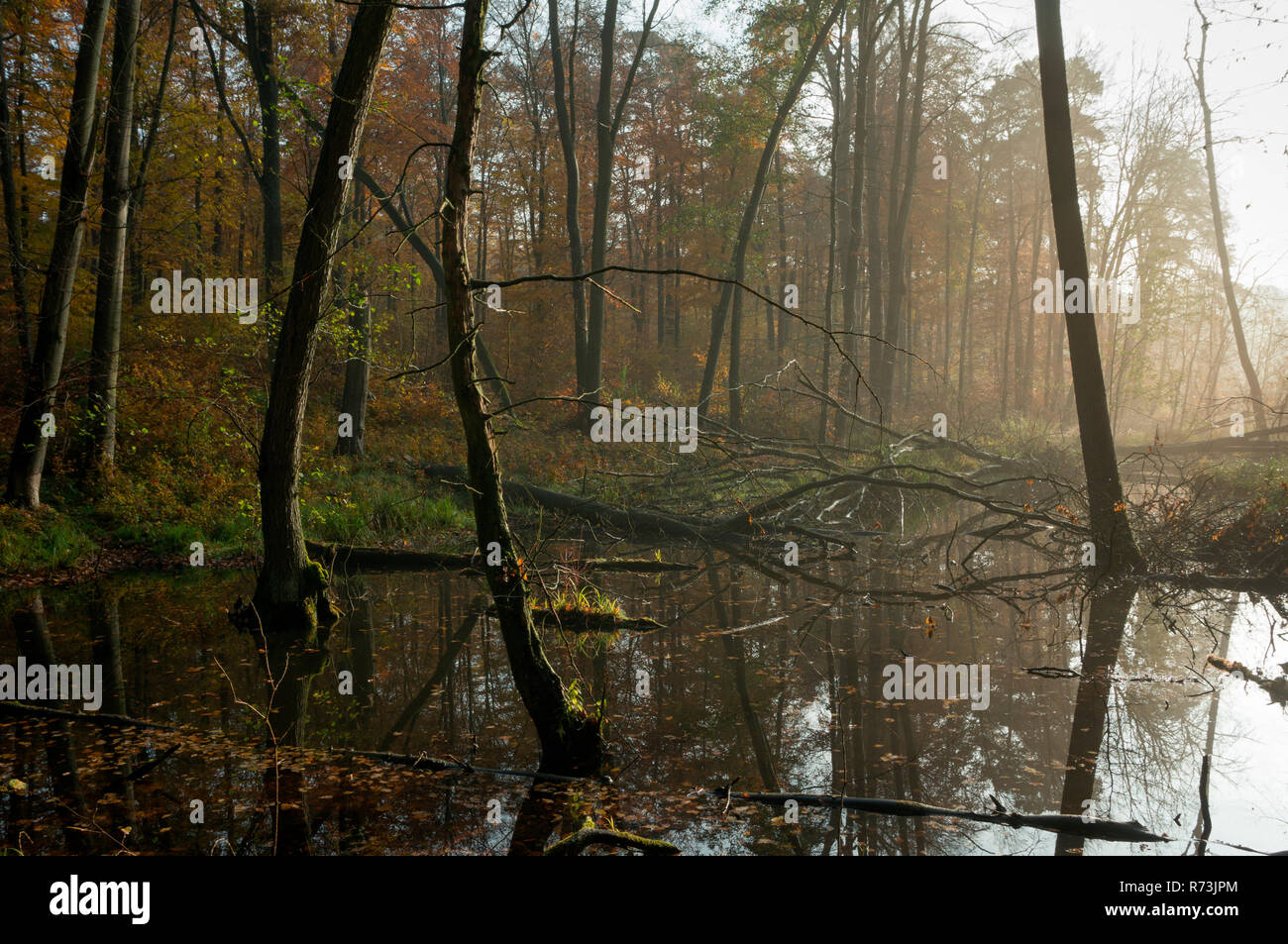 Schorfheide chorin buche Fotos und Bildmaterial in hoher Auflösung