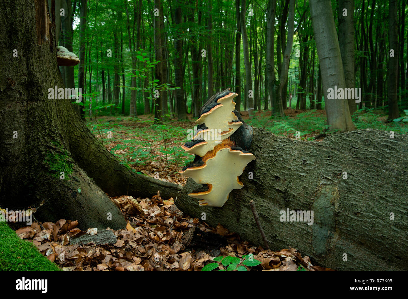 Rot-Riemen conk, Buchenwälder, (Fomitopsis pinicola), Naturschutzgebiet Gahroer Buchheide, Lausitz, Bautzen, Brandenburg, Deutschland Stockfoto