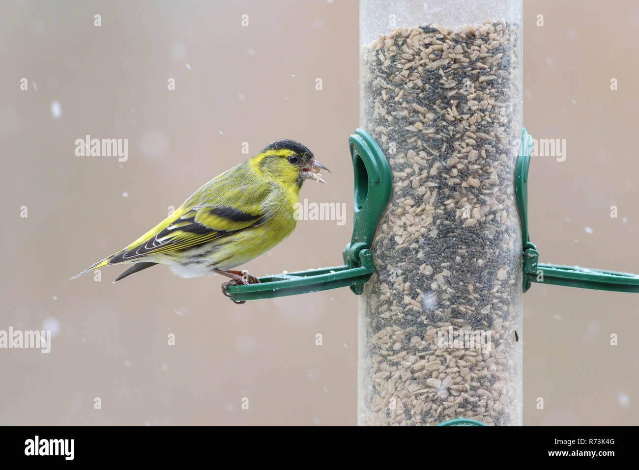 Männliche common Siskin, birdfeeder, Niedersachsen, Deutschland, (Spinus spinus) Stockfoto