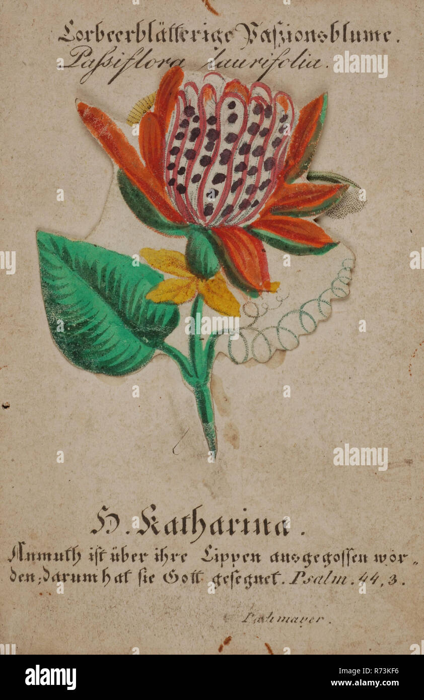 Drucken mit Blume, fest auf der Karte unter der lose Teil der Blüte ein Bild der Heiligen Katharina, Kirche Bild drucken Material Papier versteckt, gedruckten Lithographie farbige bunte Blume auf der Karte stecken mit versteckten unter dem losen Teil der Blume bunte Bild Lorbeerblätterige Passionsblume. Passiflora Laurifolia. Denken Sie beten Religion religiöse Zeremonie Zeremonie Katharina Katharina von Alexandria Stockfoto