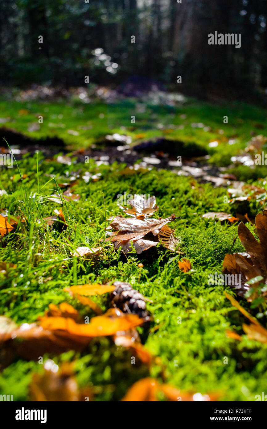 Wunderschön zum nassen Herbst Blätter liegen auf dem Boden in einem Natur Landschaft mit grünen Moos und Ananas. Stockfoto