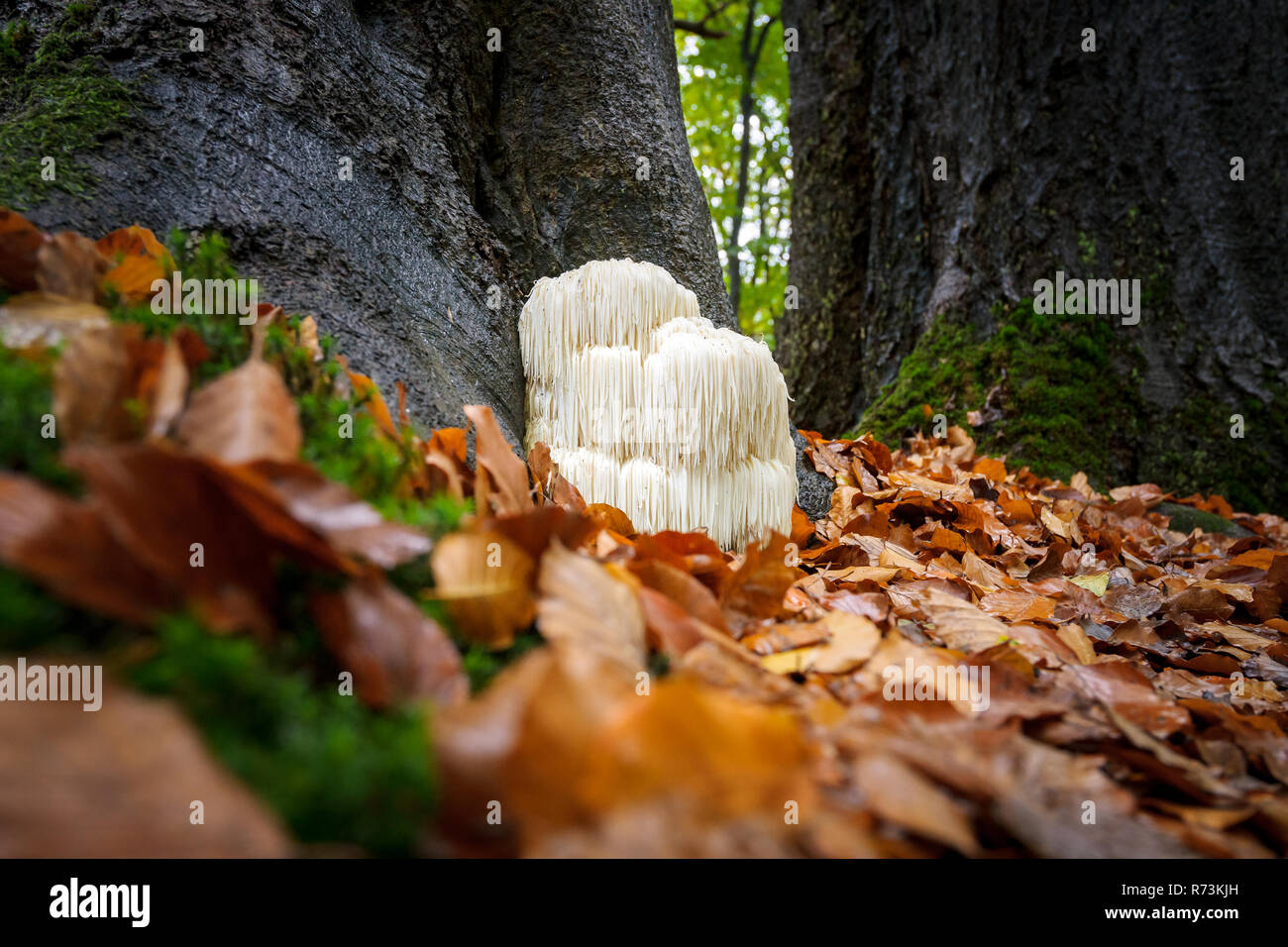 Der seltene Genießbare Löwen Mähne Pilz/Hericium erinaceus/pruikzwam im Wald. Wunderschön strahlende und auffällige mit seiner weißen Farbe zwischen Aut Stockfoto