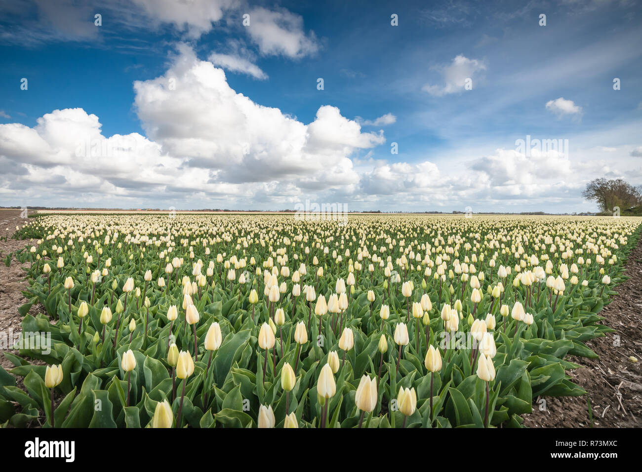 Niederländische Tulpennetze Mehr Als Nur Blumenfelder Drohnenabwehr Der Extraklasse - 43iuytp