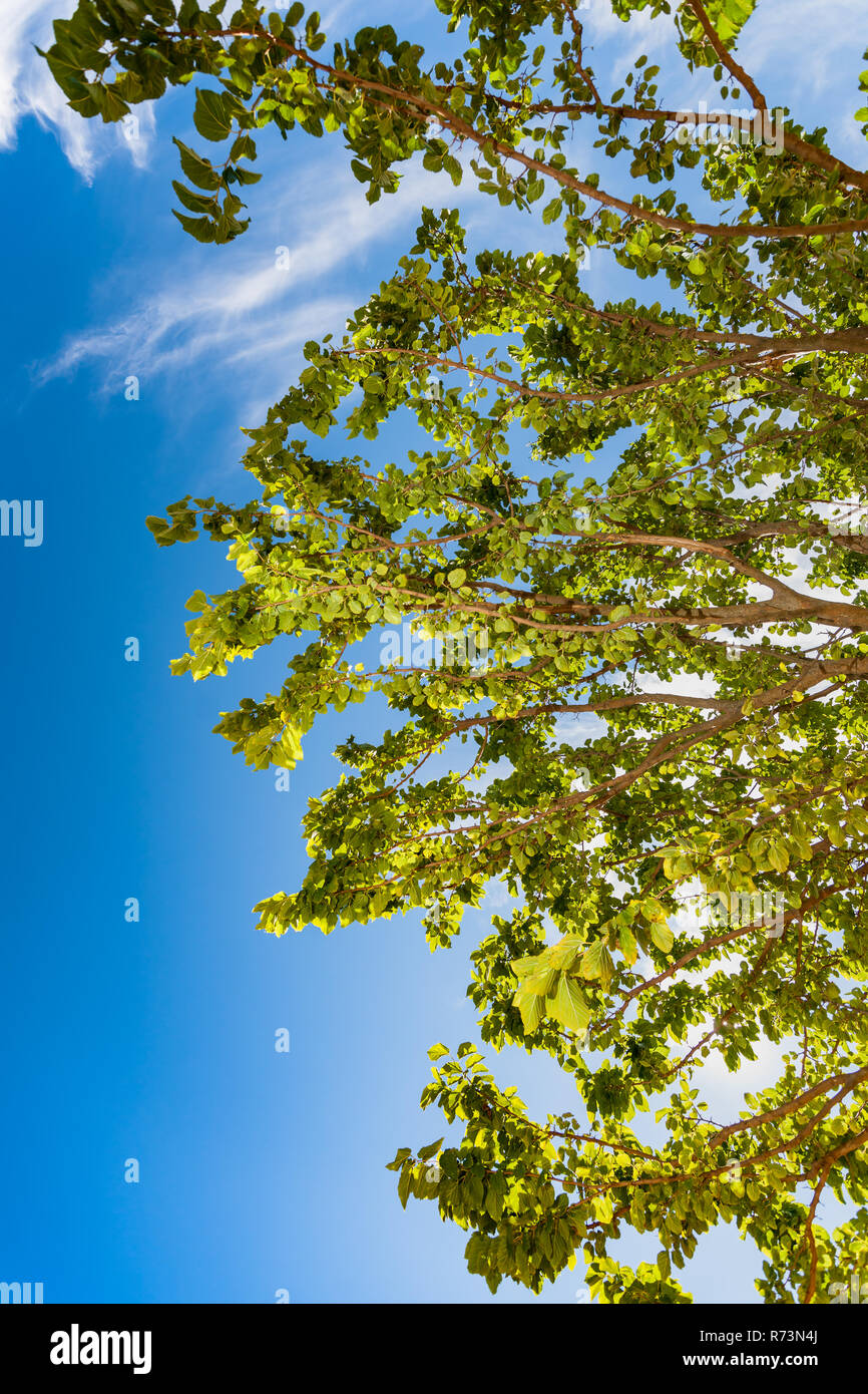 Foto von Baumstamm mit blauen Himmel als Hintergrund und weiße Wolken. Grüne Zweige mit Blättern Stockfoto