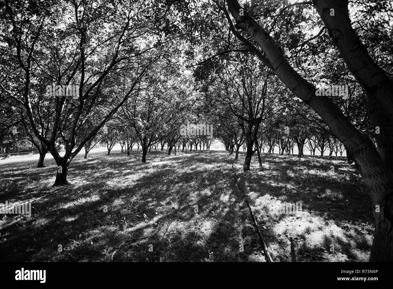 Einen alten Obstgarten voller schwindenden Bäumen in der französischen Landschaft mit schönen schattigen Sonnenlicht Stockfoto