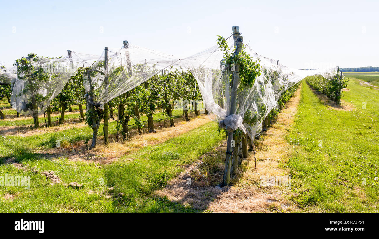Ein Apple Orchard, welche Zeilen von blühenden Bäumen sind gegen Vögel und Hagel durch eine dünne weiße Net oben gestreckt geschützt, in der französischen Landschaft. Stockfoto