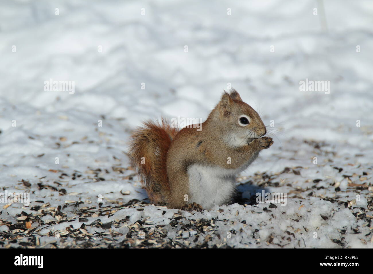 Kleine Eichhörnchen auf Brach-/Petit écureuil sur Branche Stockfoto
