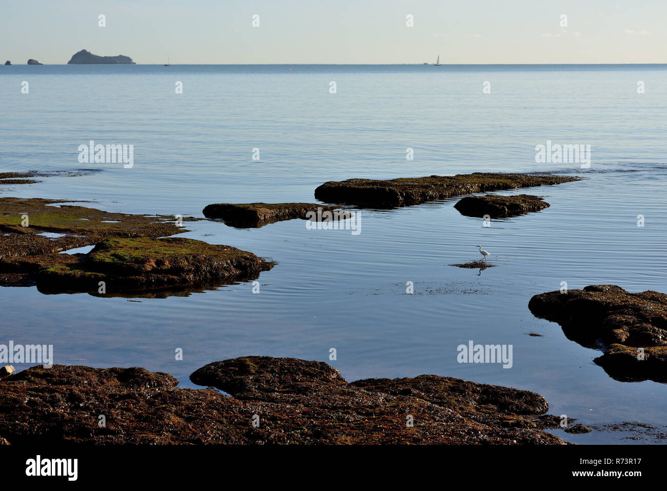 Ein kleiner Reiher Angeln unter exponierten Felsen entlang der Küste bei Ebbe. Stockfoto