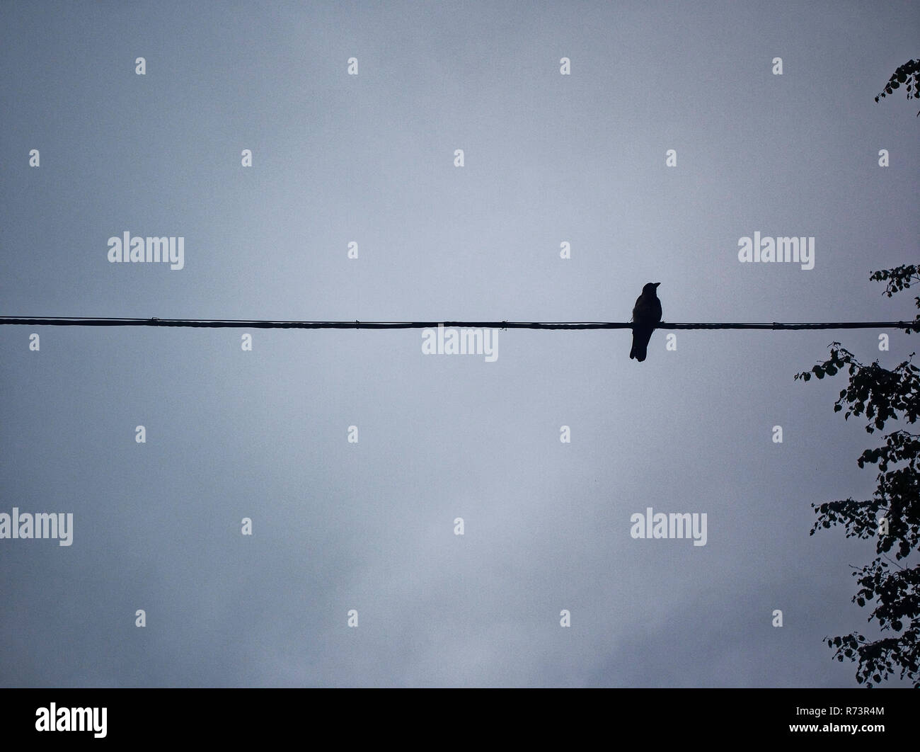 Vogel sitzt auf einem Draht gegen die bewölkten Himmel, Moskau Stockfoto