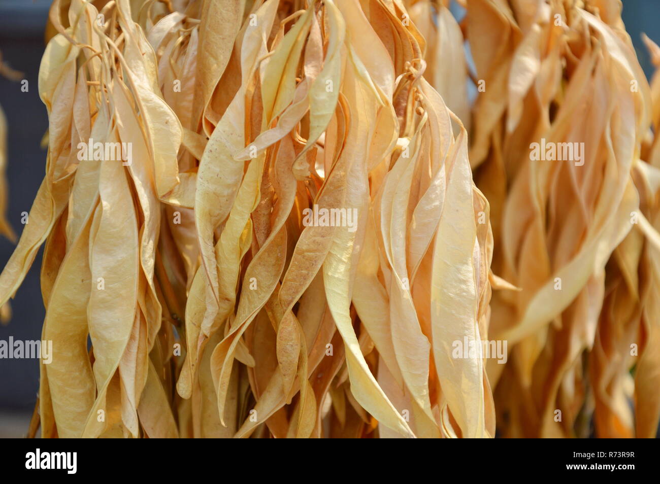 Chemische Garten Croton In Park Stockfoto Bild 228121539 Alamy