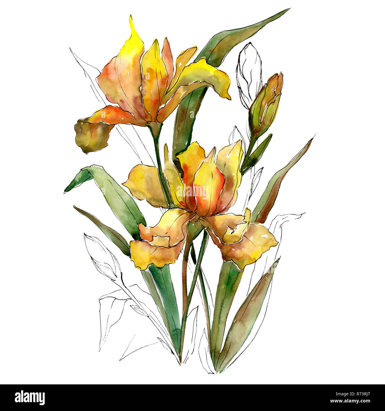 Gelbe Iris Blumen Blumenstrauß. Aquarell Hintergrund Abbildung. Aquarell isoliert Blumenstrauß Element. Stockfoto