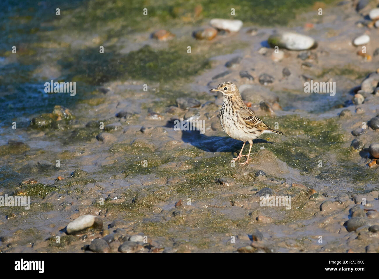 Ein Felsen Pieper (anthus Petrosus) stehen auf einem Strand zwischen Felsen und Sand auf der Suche nach der nächsten Mahlzeit, England, Großbritannien Stockfoto