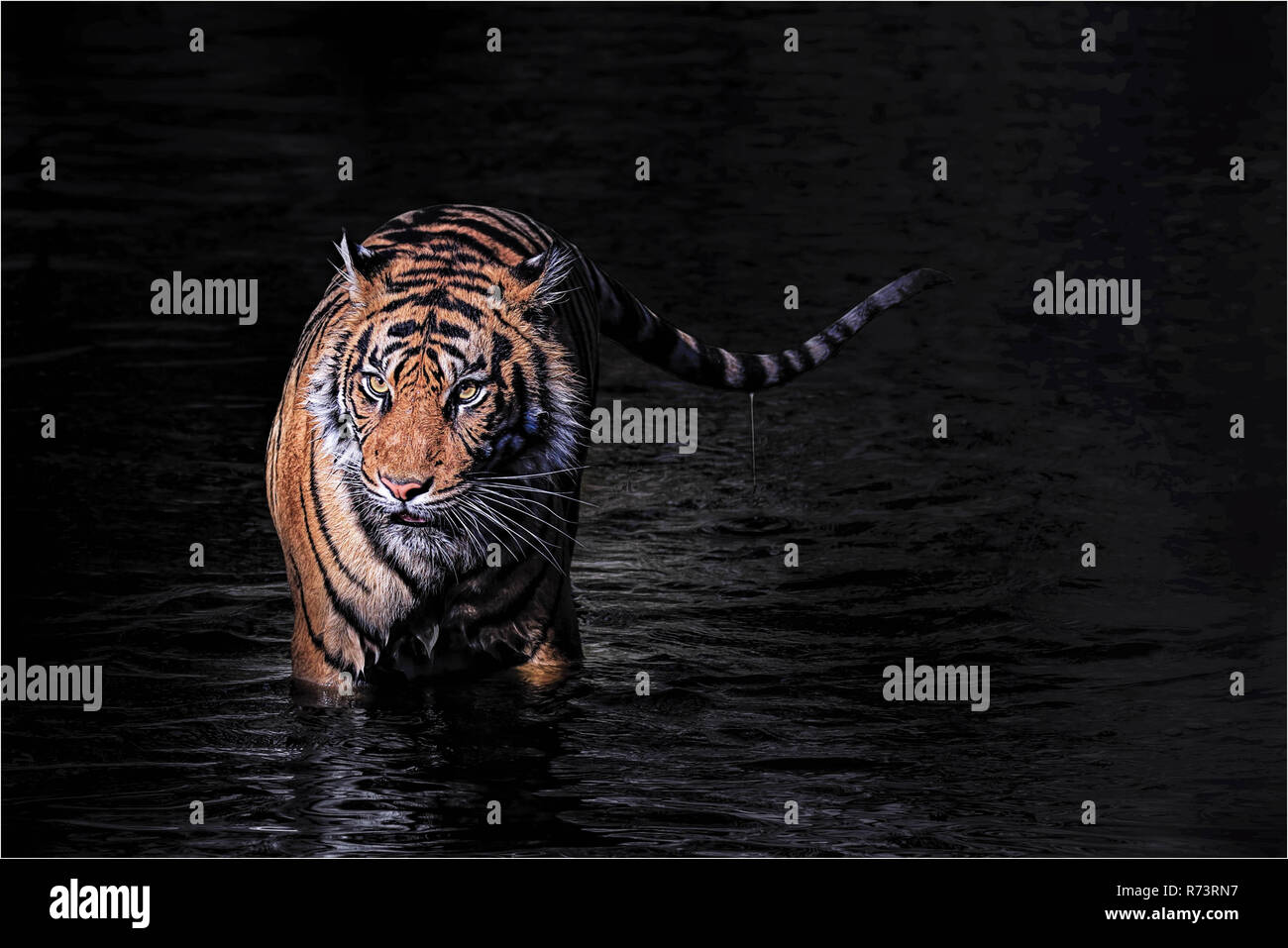 Großer, starker Tiger bei einem Bad in den heißen Sommer Stockfoto