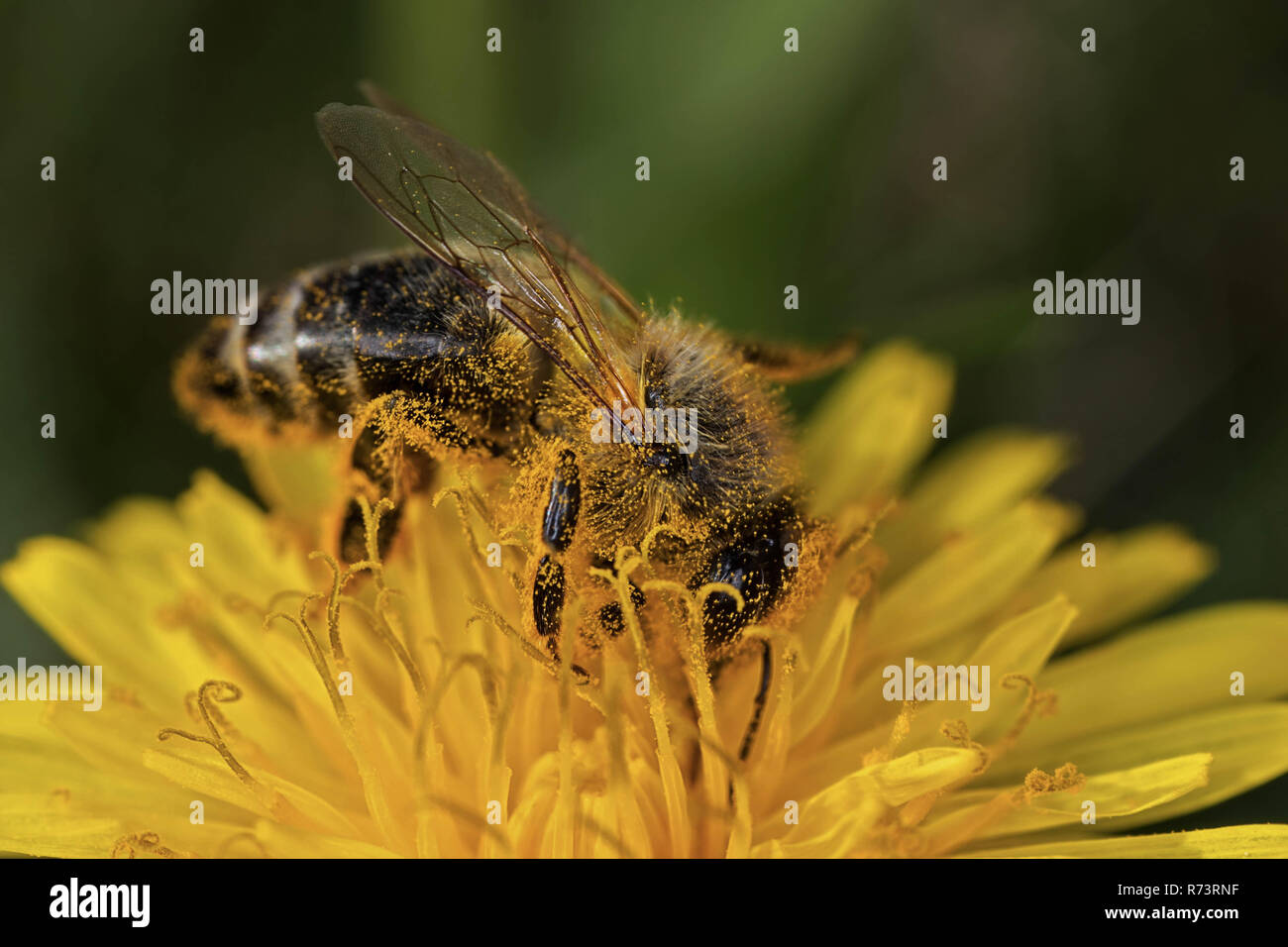 Biene auf der Suche nach Pollen auf ein Löwenzahn Stockfoto