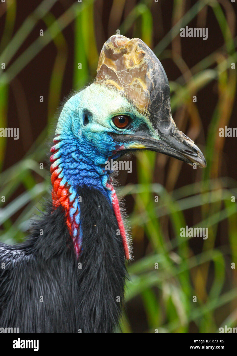 Cassowary (Casuarius casuarius) großen flugunfähigen Vogel aus Australien Stockfoto