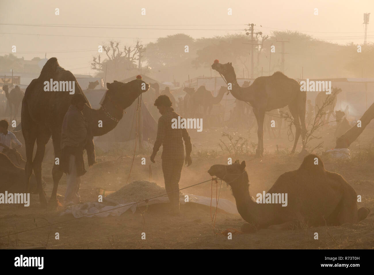 Sonnenaufgang Blick auf Kamele und Hirten in Pushkar Fair, Rajasthan, Indien Stockfoto