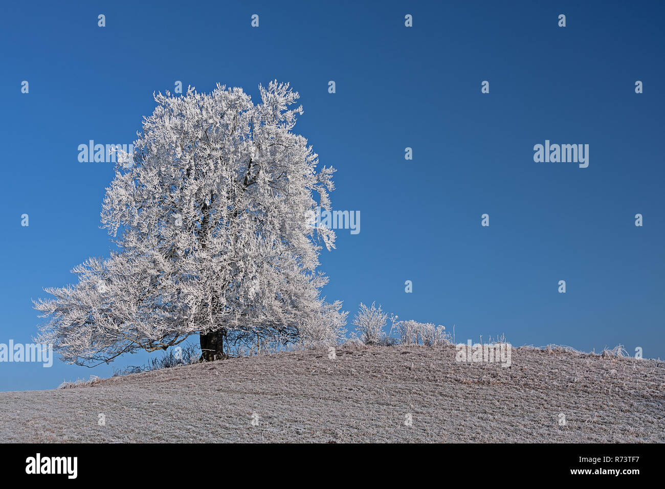 Schöne Bäume in einer kalten, frostigen Tag in Bayern Stockfoto