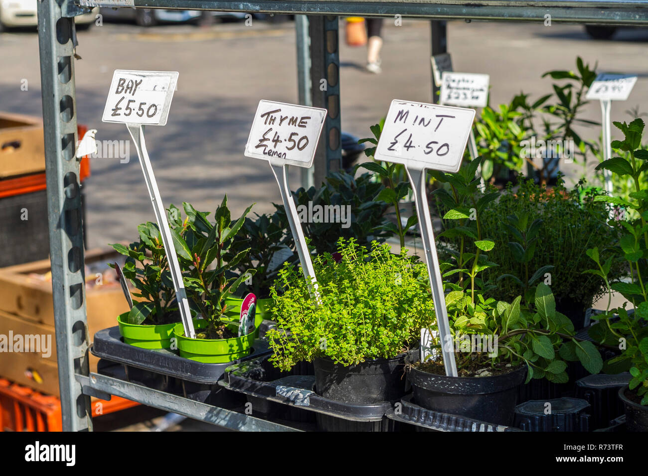 Pflanzen für Verkauf, Blumentöpfe für Verkauf, Pflanze abstirbt, rack Narzissen, Feder, Feder Konzept, neues Konzept, wachsende Natur UK Stockfoto