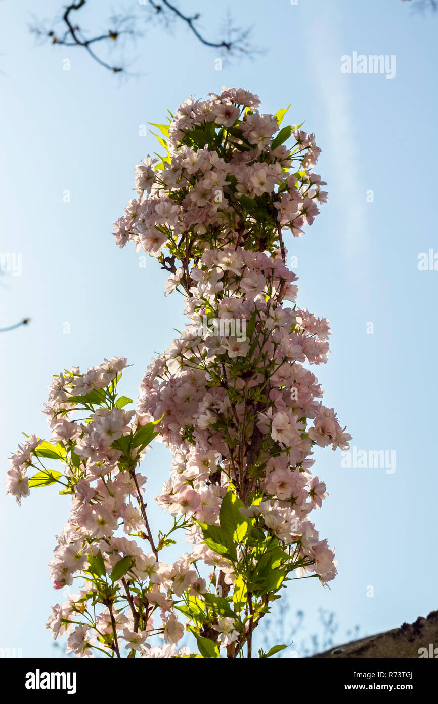 Cherry Blossom isoliert, rosa Blüte, Blüten, Kirschblüten, Kirschblüte, Blumen, Natur, frische, neue Anfänge Feder Stockfoto