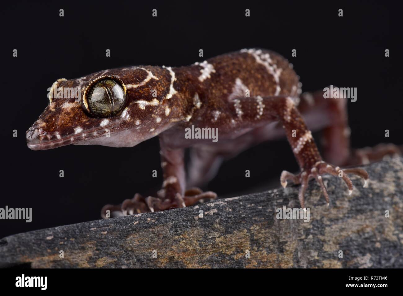 Thin-Gebändert Wald Gecko (Cyrtodactylus consobrinus) Stockfoto