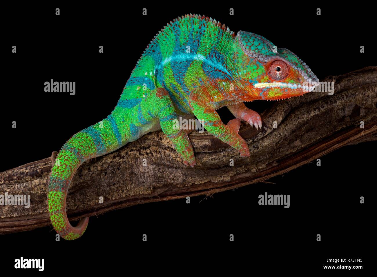 Panther chameleon (ambilobe Furcifer pardalis) Stockfoto