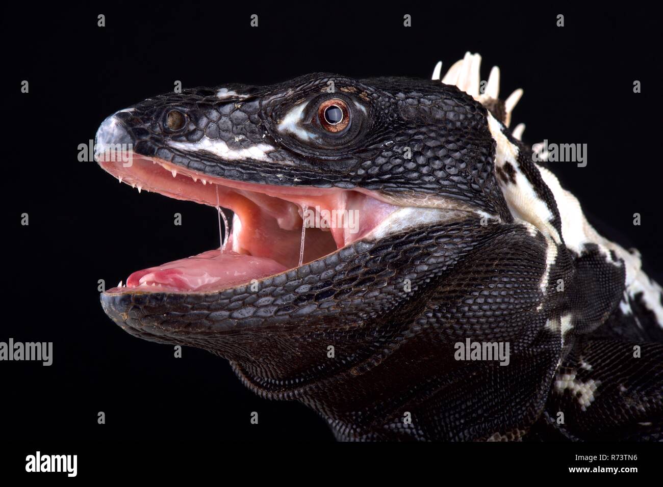 Mexikanische stacheligen-tailed Leguan (Ctenosaura Pectinata) Stockfoto